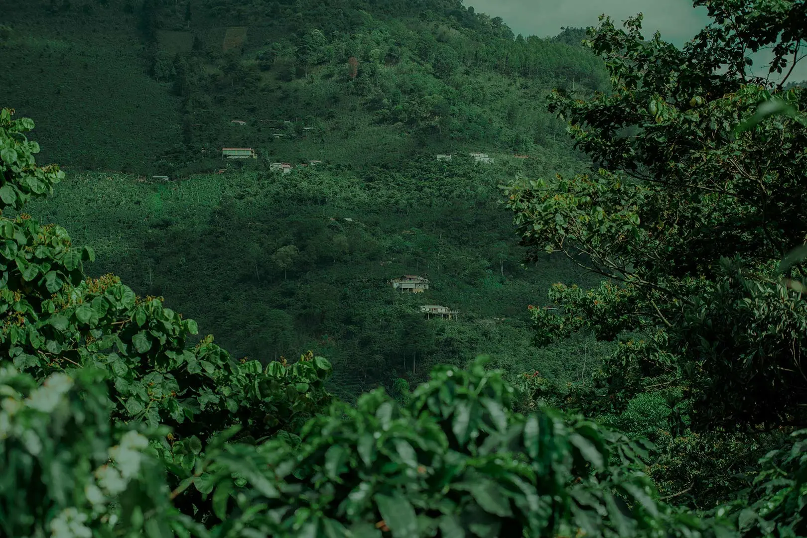 Prima foresta