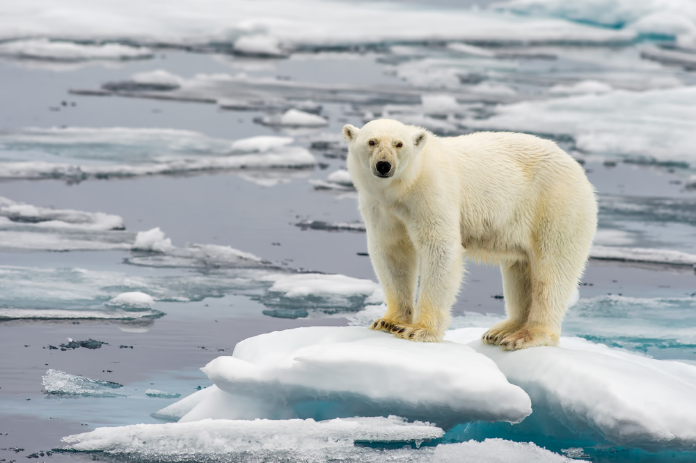 Climate change: perché l’Artico è diventato un tema geopolitico