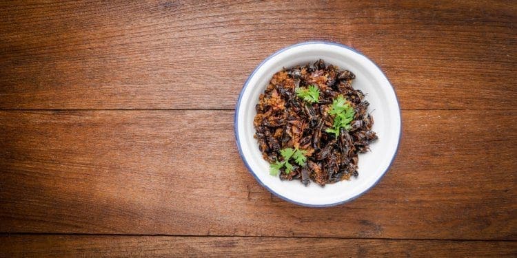 food-insetti-fondi-investire