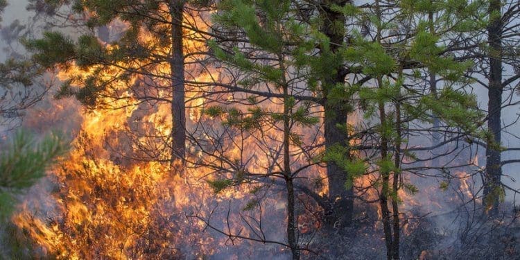 amazzonia-incendi-investire-sostenibile