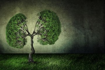 deforestazione-ambiente-investire