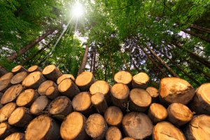 deforestazione-biodiversità-investire