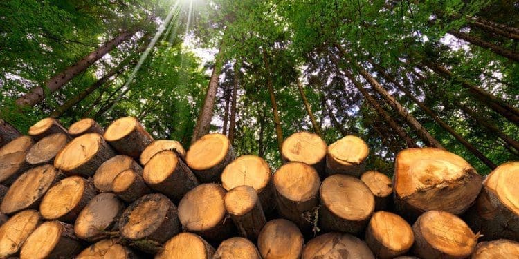 deforestazione-biodiversità-investire